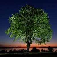 The disease that decimated American elms could help bring them back