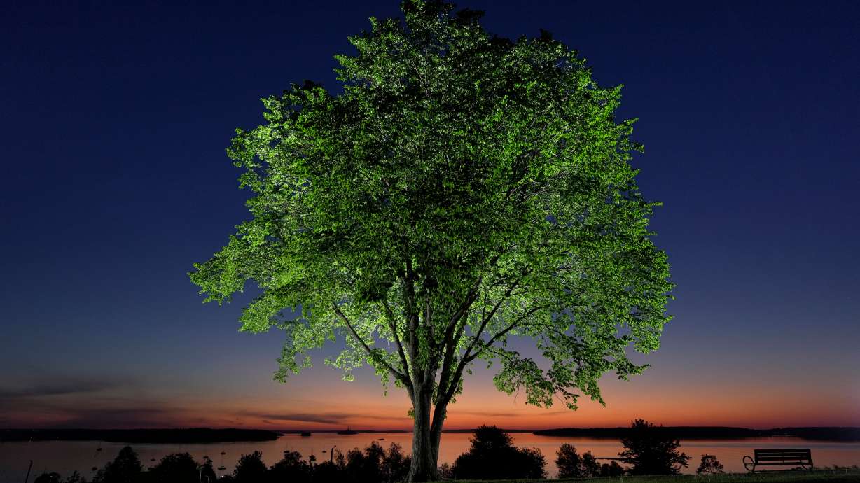 An American elm tree stands on the Eastern Promenade overlooking Casco Bay at dawn in Portland, Maine. The very disease that has decimated millions of American elms in the U.S. is now being used to bring the iconic trees back.