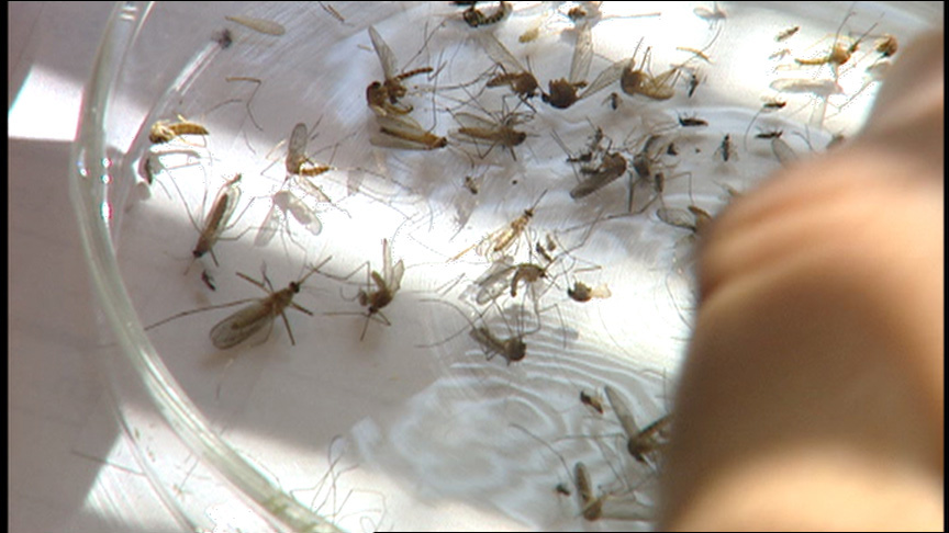 First human case of West Nile virus confirmed in Utah County 