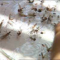 First human case of West Nile virus confirmed in Utah County