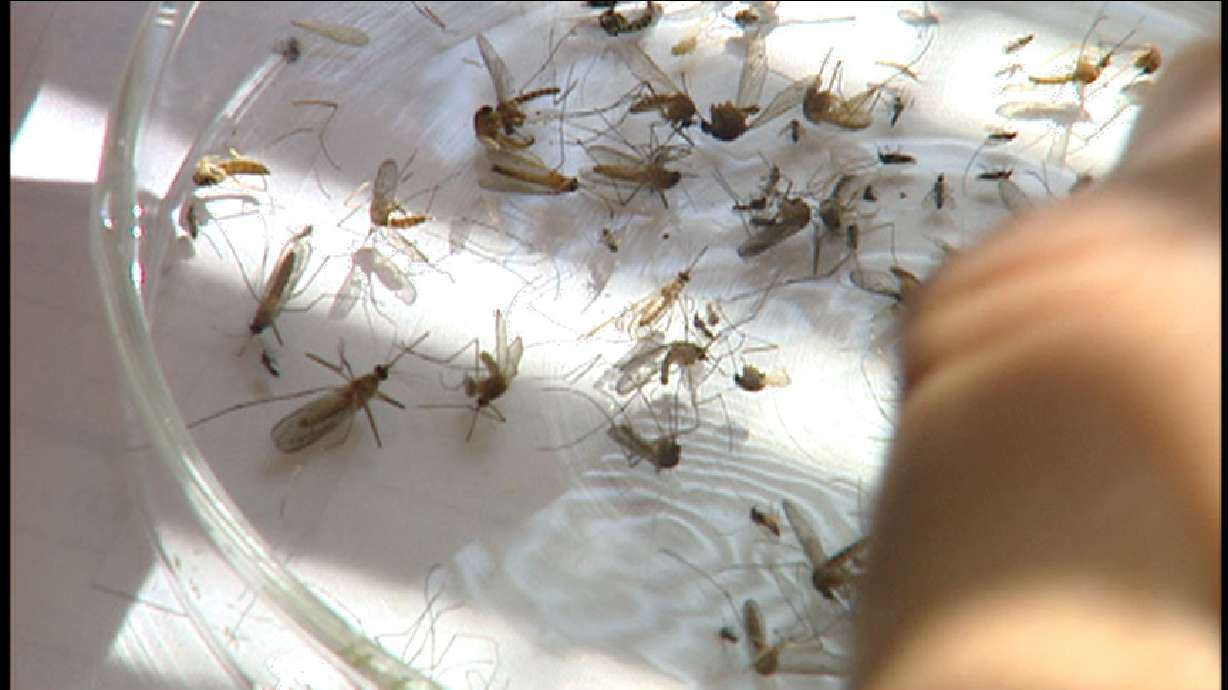 One person was confirmed on Monday to have a serious form of West Nile virus in Utah County, the Utah County Health Department said.