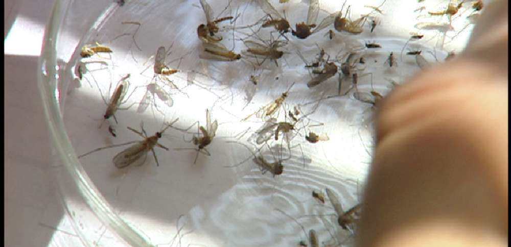 First human case of West Nile virus confirmed in Utah County