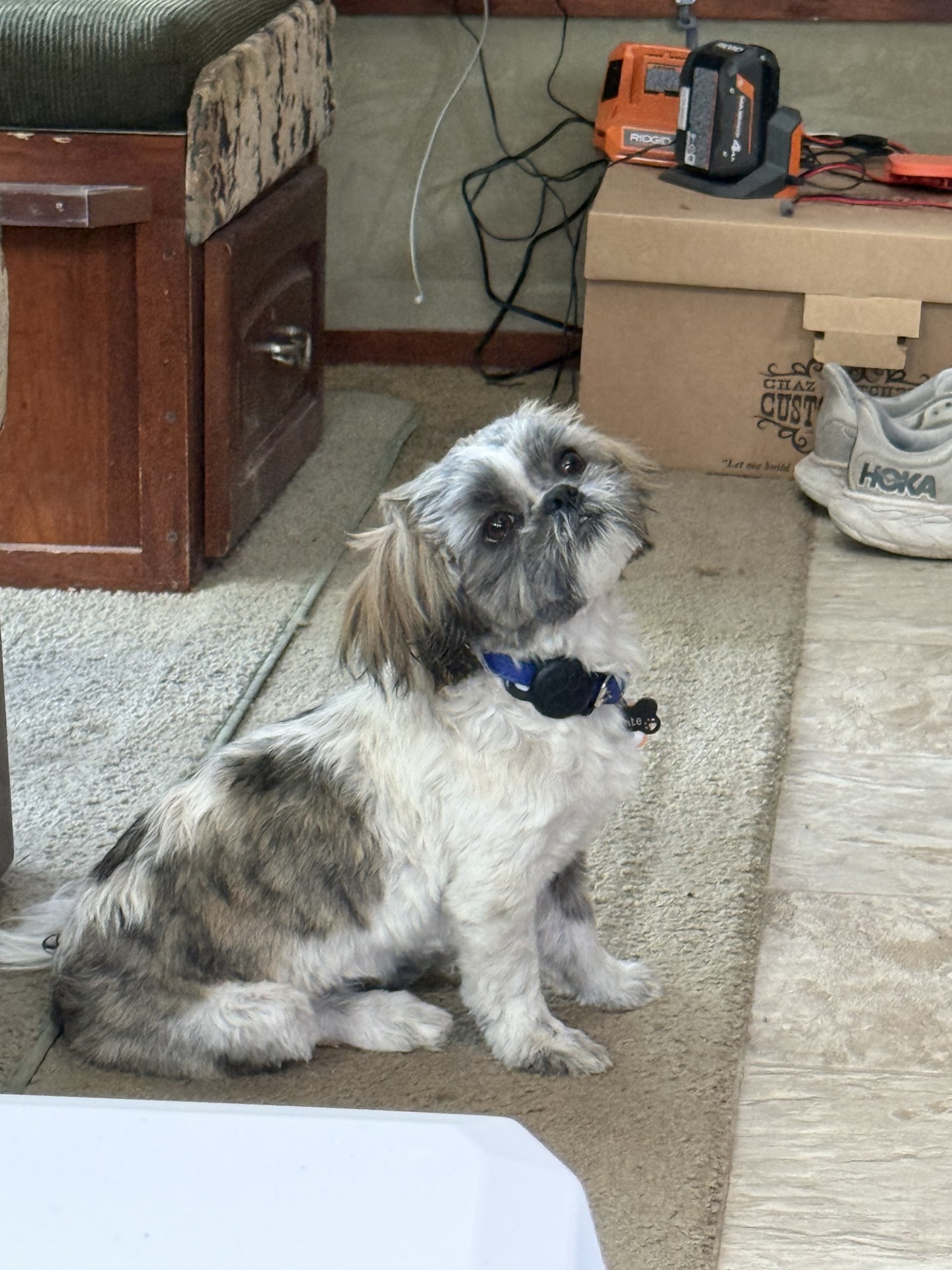 A 5-month-old shih tzu from Cedar City is back home with its family after being lost for a week in the rugged, desert landscape of the Utah/Nevada border, and the owners are now calling him “Miracle Monty.”
