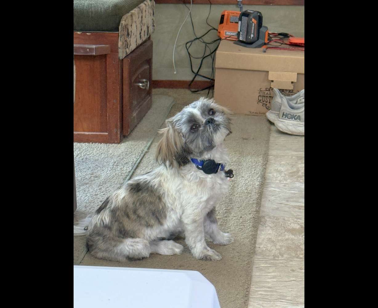 A 5-month-old shih tzu from Cedar City is back home with its family after being lost for a week in the rugged, desert landscape of the Utah/Nevada border, and the owners are now calling him “Miracle Monty.”