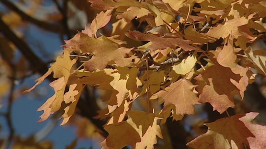 Leaves Changing With the Season