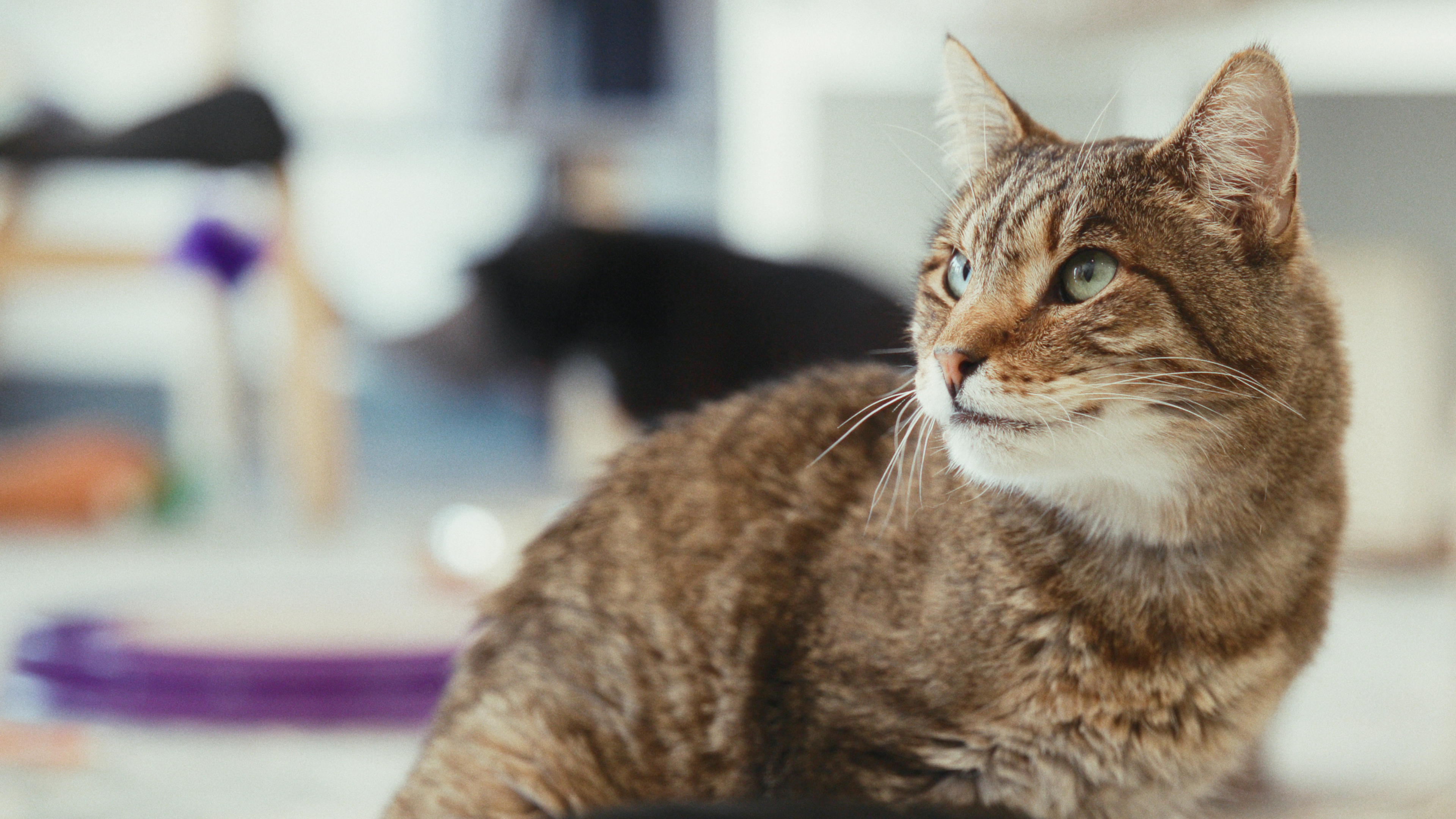 How Utah's first cat cafe is helping cats find forever homes