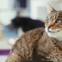 How Utah's first cat cafe is helping cats find forever homes