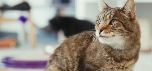 How Utah's first cat cafe is helping cats find forever homes