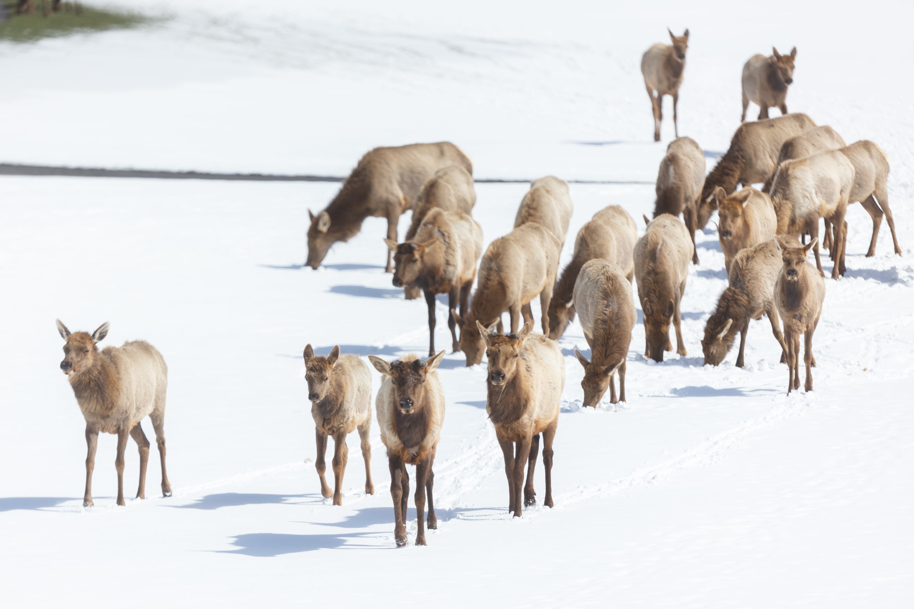 450 additional elk permits added as Utah's intense drought persists