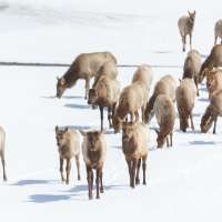 450 additional elk permits added as Utah's intense drought persists