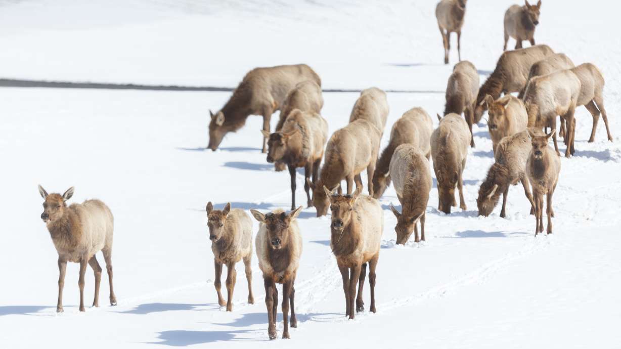A herd of elk graze at the Salt Lake Country Club in Salt Lake City on March 27, 2023. The Utah Wildlife Board approved 450 additional elk hunting permits on Aug. 20 in response to the state's persistent drought.