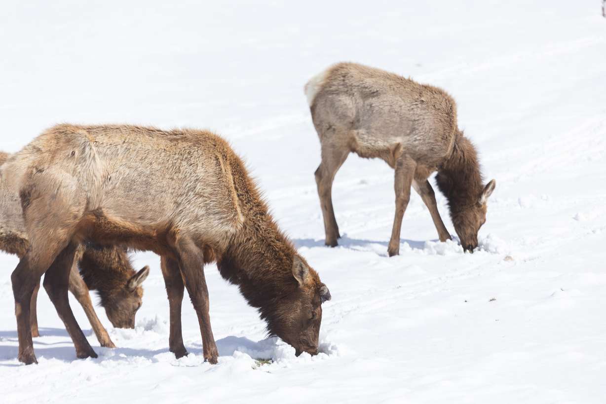 A herd of elk graze at the Salt Lake Country Club in Salt Lake City on March 27, 2023. The Utah Wildlife Board approved 450 additional elk hunting permits on Aug. 20 in response to the state's persistent drought.