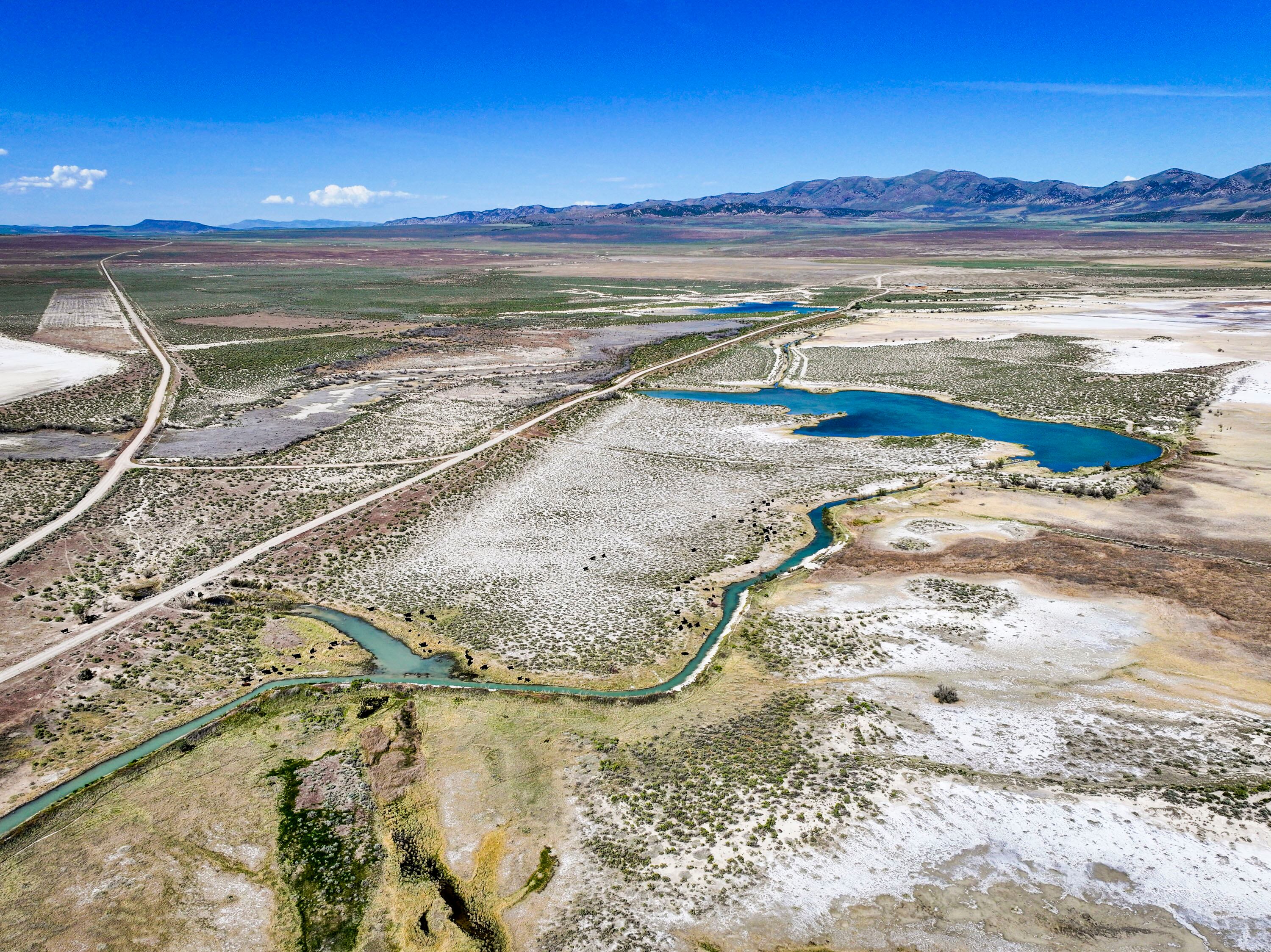 Cattle graze on land proposed to be used for the Stratos Project data center in the Hansel Valley area of Box Elder County on May 12. This swath of land is the more eastern of the two largest sections of land proposed to be used for the data center.
