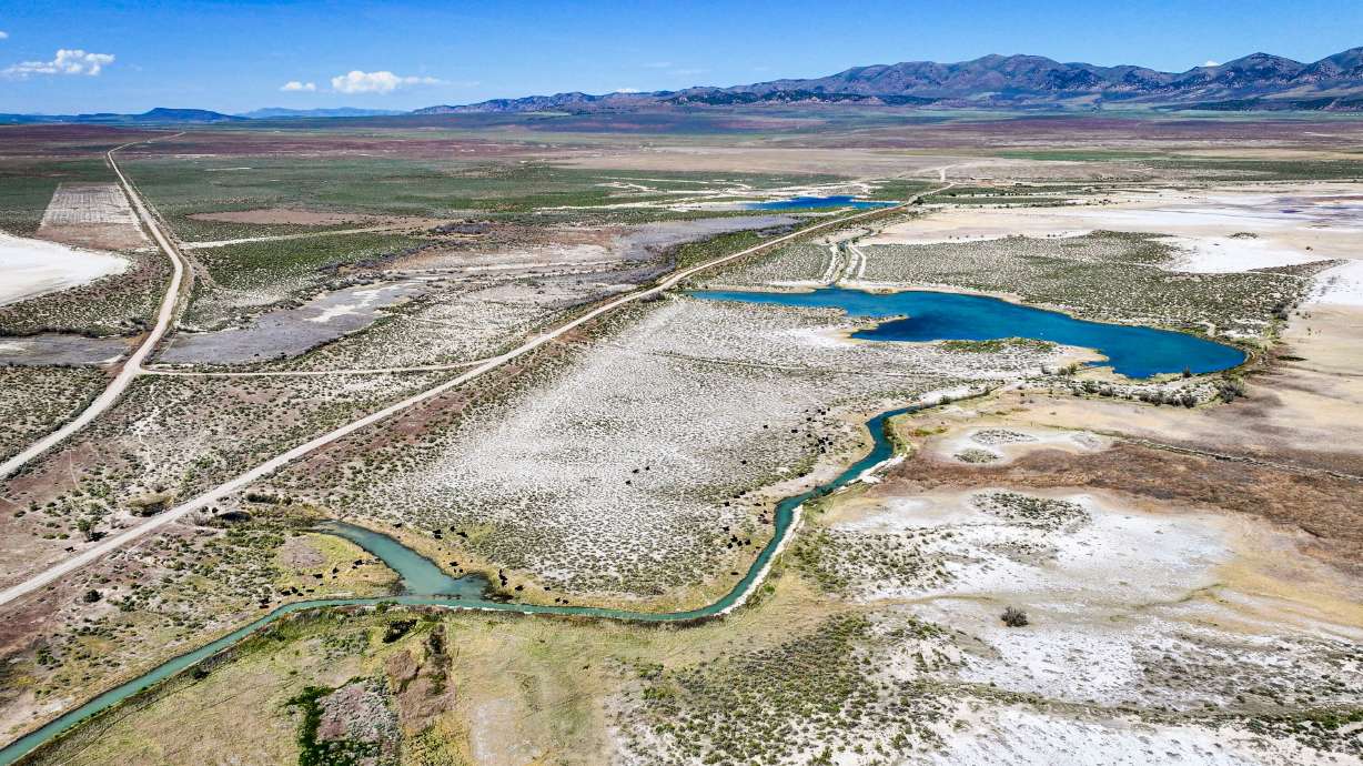 Cattle graze on land proposed to be used for the Stratos Project data center in the Hansel Valley area of Box Elder County on May 12. This swath of land is the more eastern of the two largest sections of land proposed to be used for the data center.