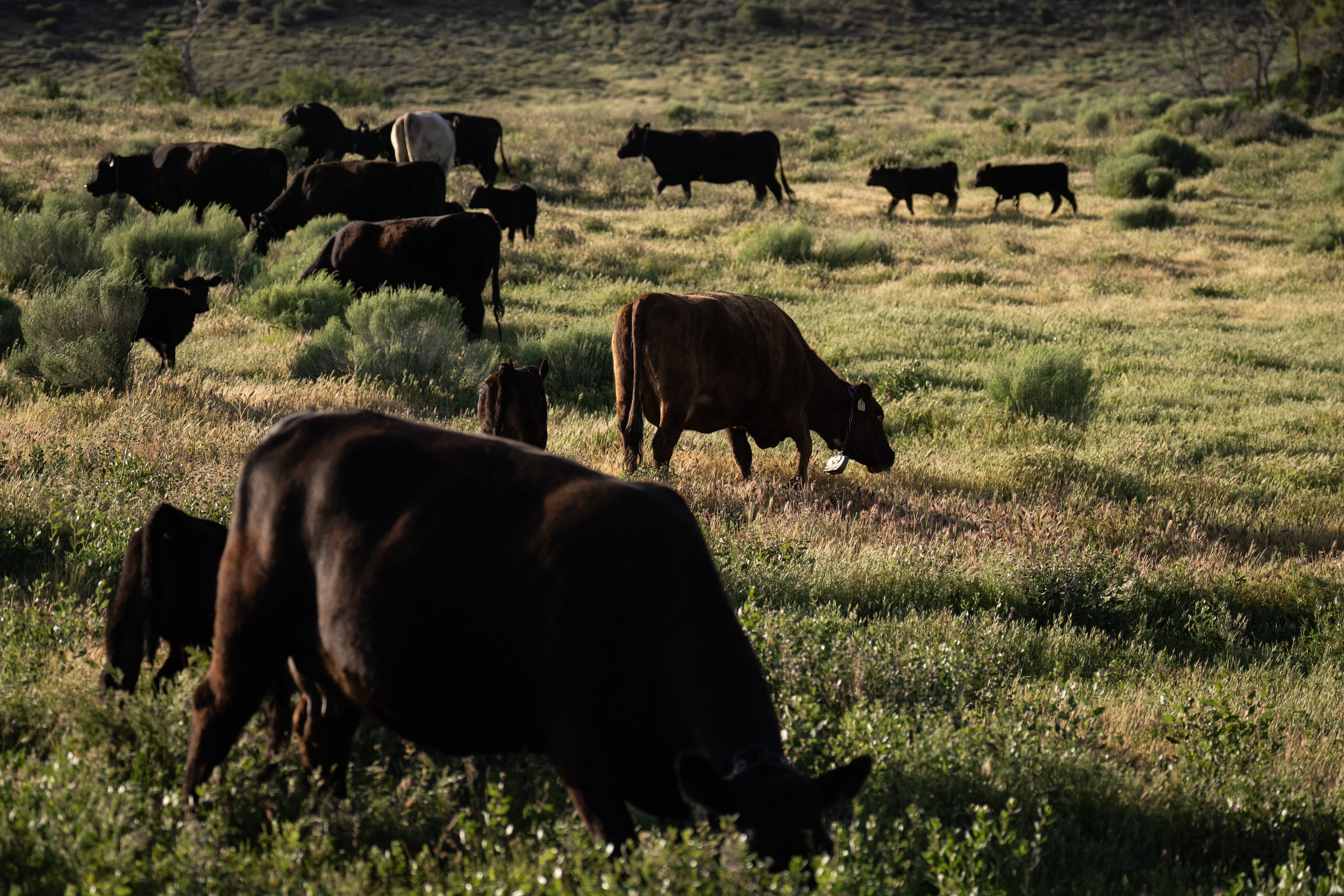 Cattle graze on the Diamond W Cattle Company ranch in Palmdale, Calif., April 3. President Donald Trump's decision to import foreign beef was a topic of discussion among House Republicans on Wednesday in a meeting with Trade Representative Jamieson Greer.