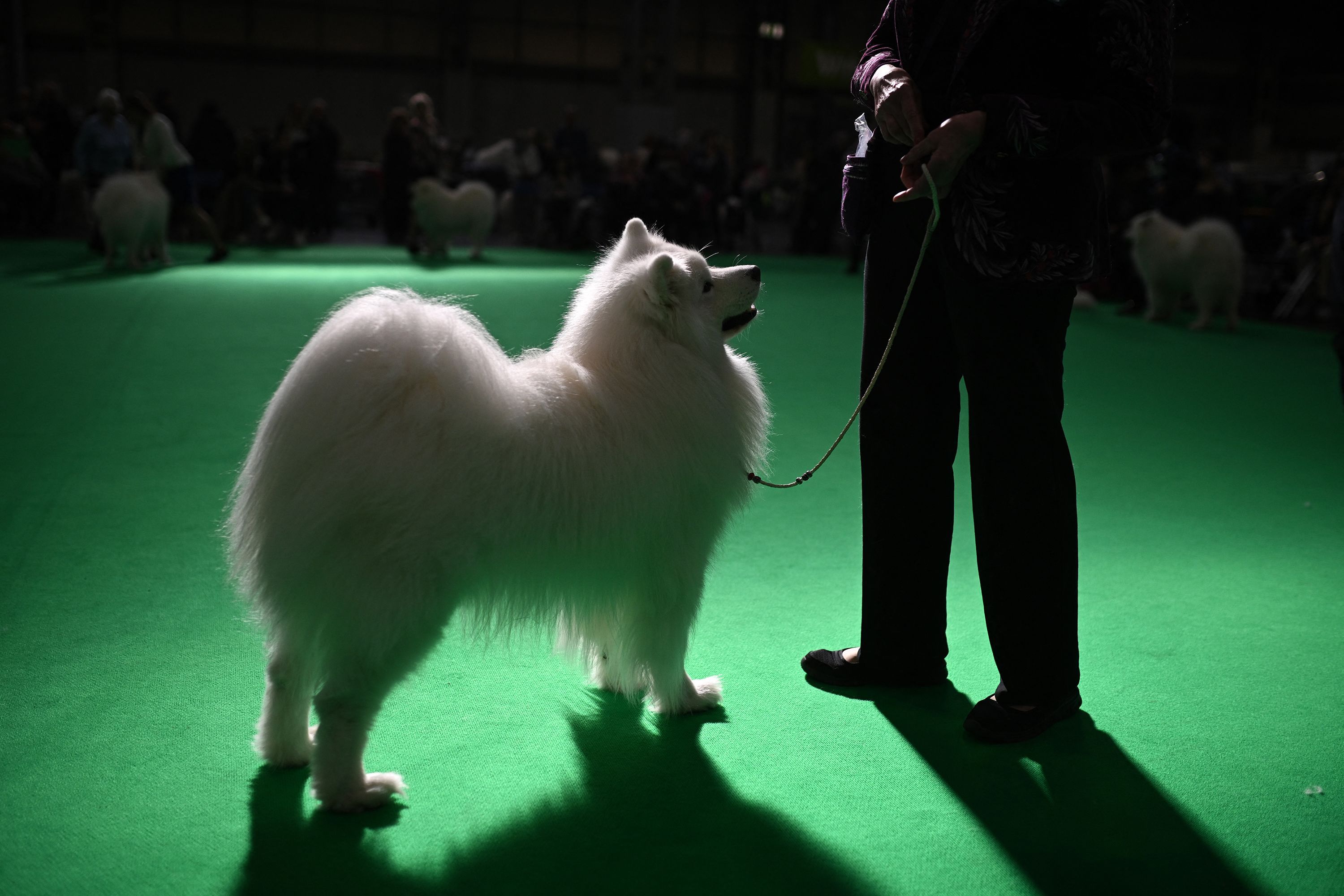 Maintaining the coat of a Samoyed, like this one pictured at an English dog show in 2024, is not for the faint of heart. Luckily, Swift and Kelce have people they can pay to do that.