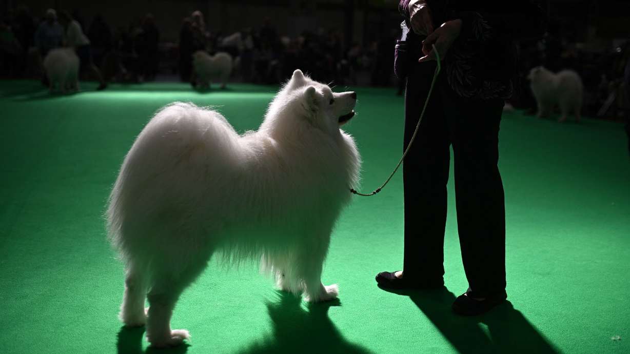 Maintaining the coat of a Samoyed, like this one pictured at an English dog show in 2024, is not for the faint of heart. Luckily, Swift and Kelce have people they can pay to do that.