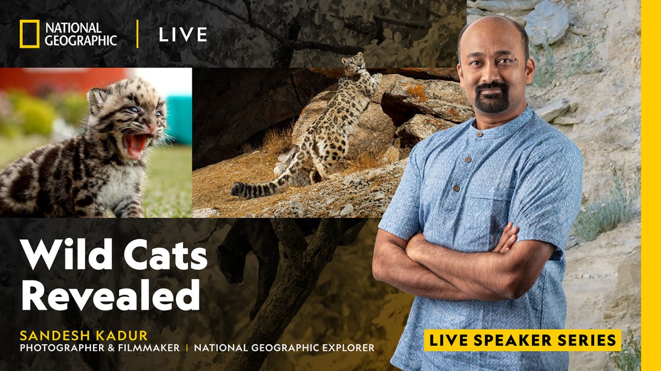National Geographic Live: Wild Cats Revealed with Sandesh Kadur