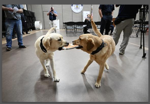The Utah Department of Corrections and Adult Probation and Parole on Wednesday publicly introduced the latest additions to its staff: "Glitch" and "Cypher." Both dogs are electronic storage detection K-9s.