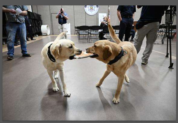 The Utah Department of Corrections and Adult Probation and Parole on Wednesday publicly introduced the latest additions to its staff: "Glitch" and "Cypher." Both dogs are electronic storage detection K-9s.