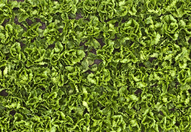 A drone view shows lettuce growing on a farm near Salinas, California, U.S., August 11, 2026.