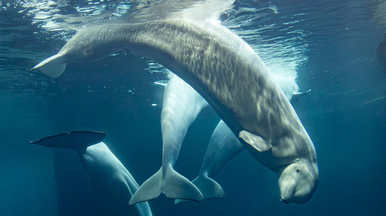 This photo provided by the Shedd Aquarium shows a beluga whale named Rain swimming on Tuesday, Sept. 1, 2026, at the aquarium in Chicago.