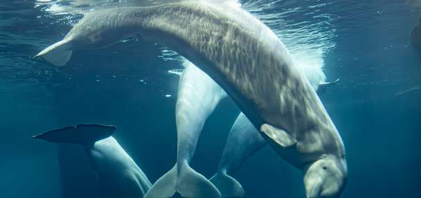2 more beluga whales die at Chicago aquarium, including 1 recently rescued from Canada