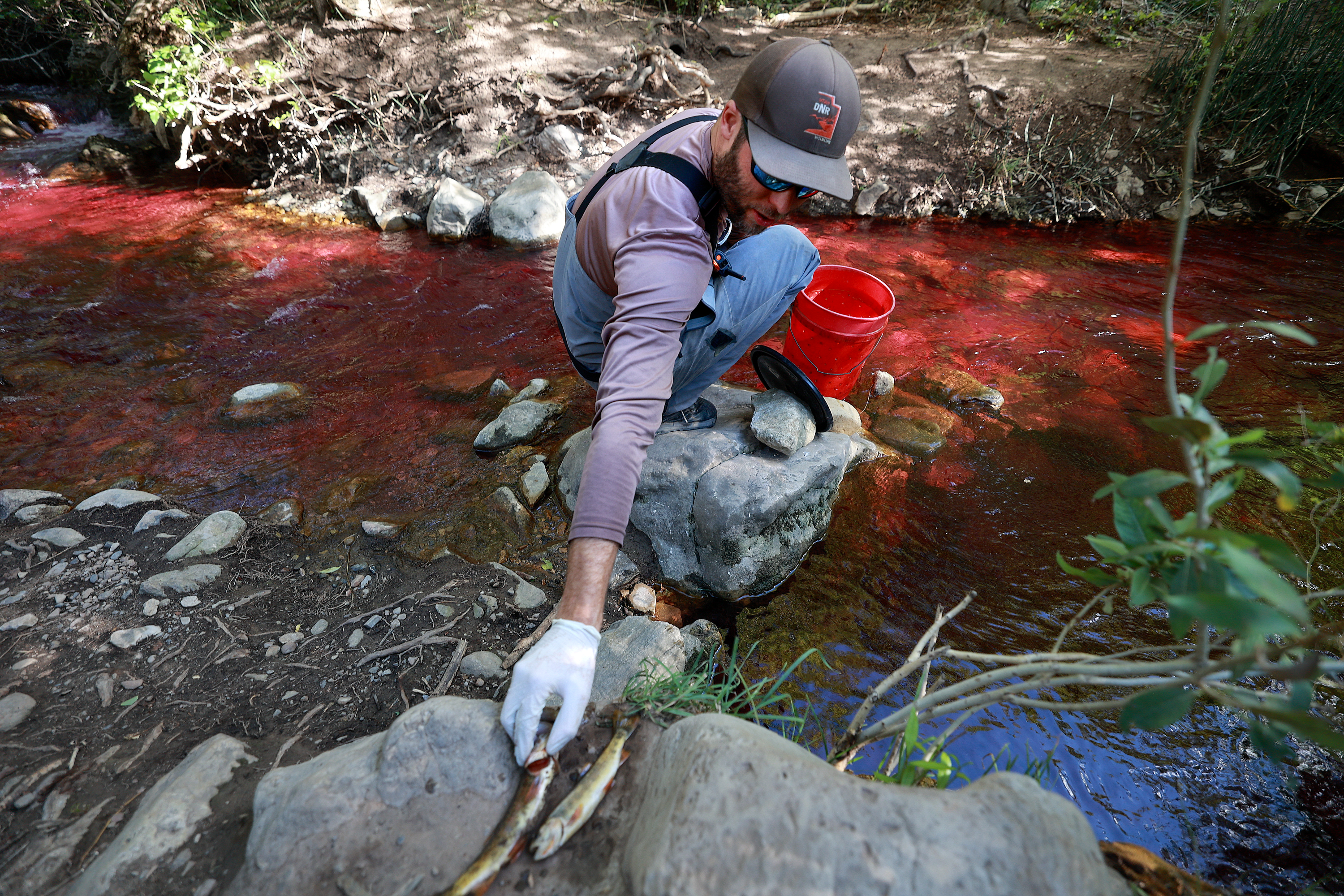 Utah project to address native fish in Mill Creek sparks online controversy