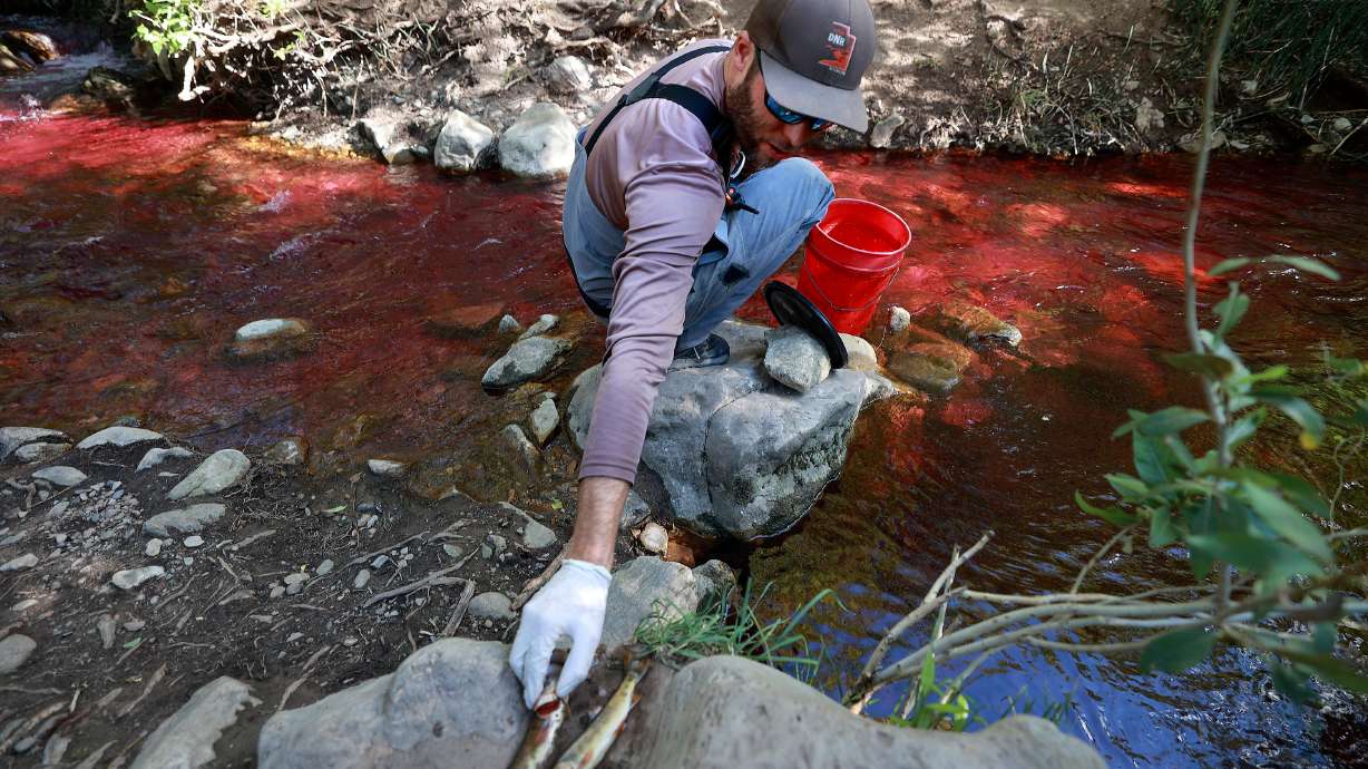 Tyler Robinson, a fish biologist, pulls dead Bonneville cutthroat trout from a bucket as the division treats Mill Creek with a pesticide and fish toxicant to kill illegally introduced nonnative brook trout in Millcreek on Tuesday.