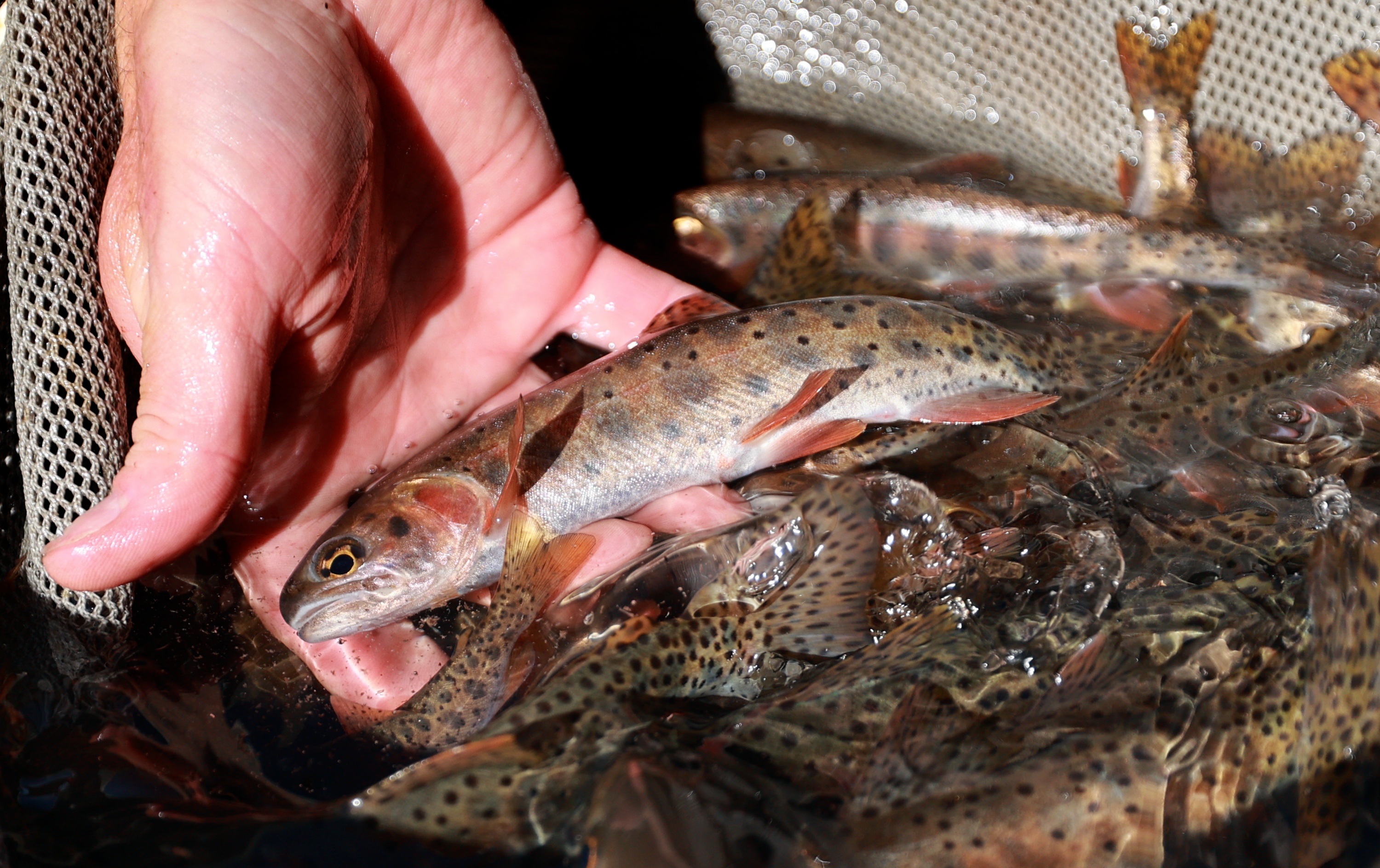 Bonneville cutthroat trout that were pulled from Mill Creek before the Utah Division of Wildlife Resources treated the creek with rotenone to kill illegally introduced nonnative brook trout are pictured in Millcreek on Tuesday. The Bonneville cutthroat will be transported to the Springville Hatchery overnight and released back into Mill Creek once it is safe for them.