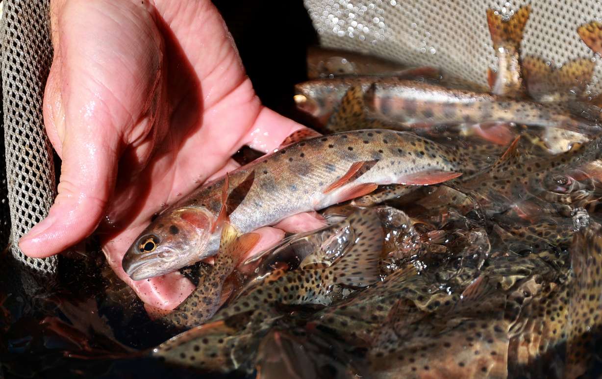 Bonneville cutthroat trout that were pulled from Mill Creek before the Utah Division of Wildlife Resources treated the creek with rotenone to kill illegally introduced nonnative brook trout are pictured in Millcreek on Tuesday. The Bonneville cutthroat will be transported to the Springville Hatchery overnight and released back into Mill Creek once it is safe for them.