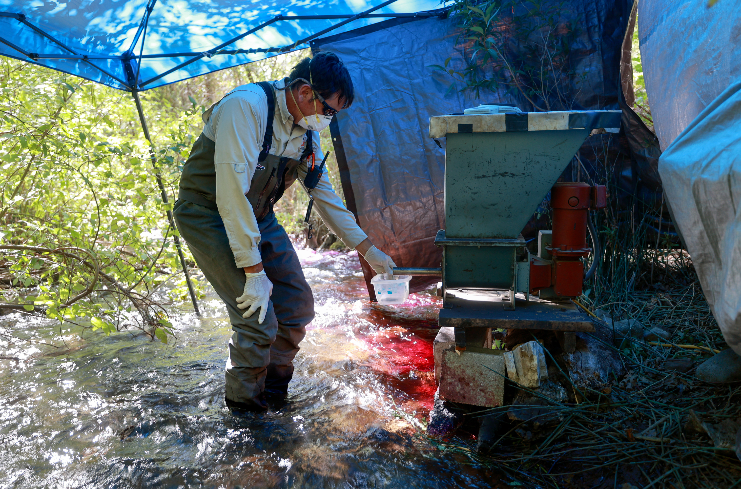 Mike Slater, Utah Division of Wildlife Resources central region sport fish project leader, measures how much  potassium permanganate is being added to Mill Creek as the DWR uses it to neutralize rotenone, a pesticide and fish toxicant they applied upstream to kill illegally introduced nonnative brook trout, in Millcreek on Tuesday.