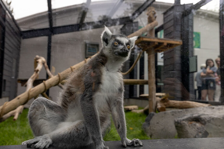 Part of the new exhibits, ring-tailed lemurs have an outdoor and indoor space to jump around and stare at visitors.