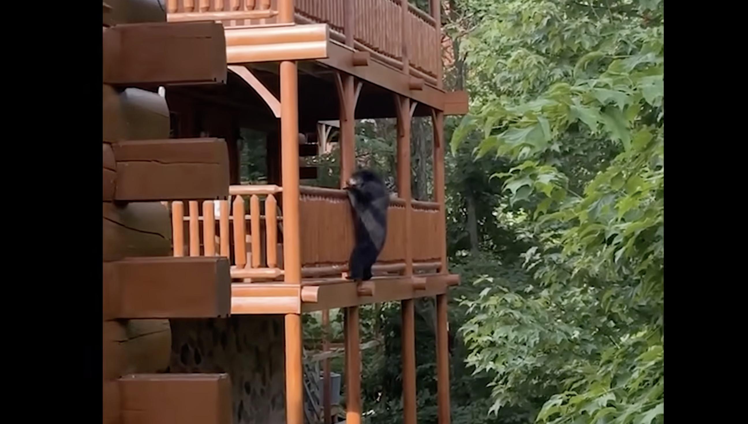 Have You Seen This? Black bear pulls of professional heist