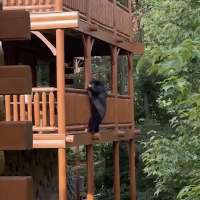 Have You Seen This? Black bear pulls of professional heist