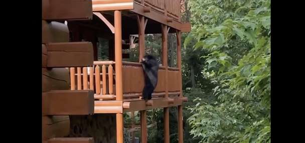 Have You Seen This? Black bear pulls of professional heist