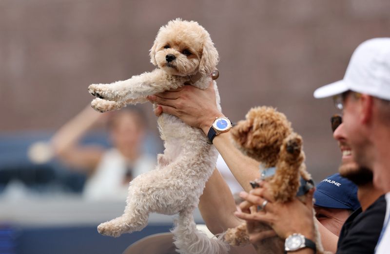 Tennis - U.S. Open - Flushing Meadows, New York, United States - August 30, 2026 The dogs of Ukraine's Marta Kostyuk are held up after she wins her first round match against Australia's Storm Hunter IMAGN IMAGES via