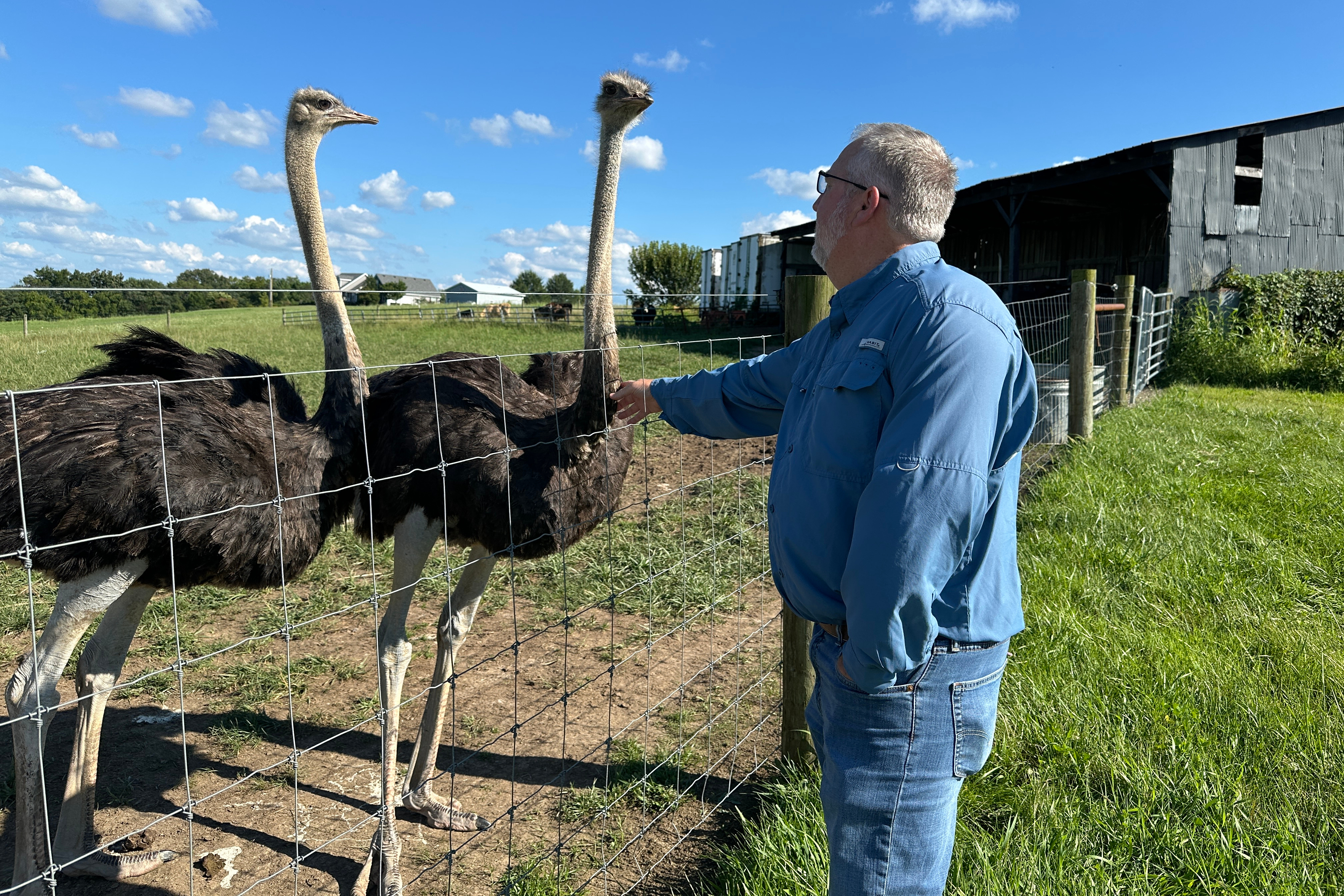 Brent Williams, who suffers from the tick bite allergy known as alpha gal syndrome, pets an ostrich at Alpha Roost Farms in Danville, Ky., on Aug. 18.