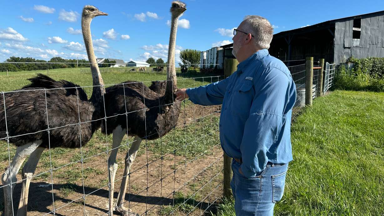 Brent Williams, who suffers from the tick bite allergy known as alpha gal syndrome, pets an ostrich at Alpha Roost Farms in Danville, Ky., on Aug. 18.