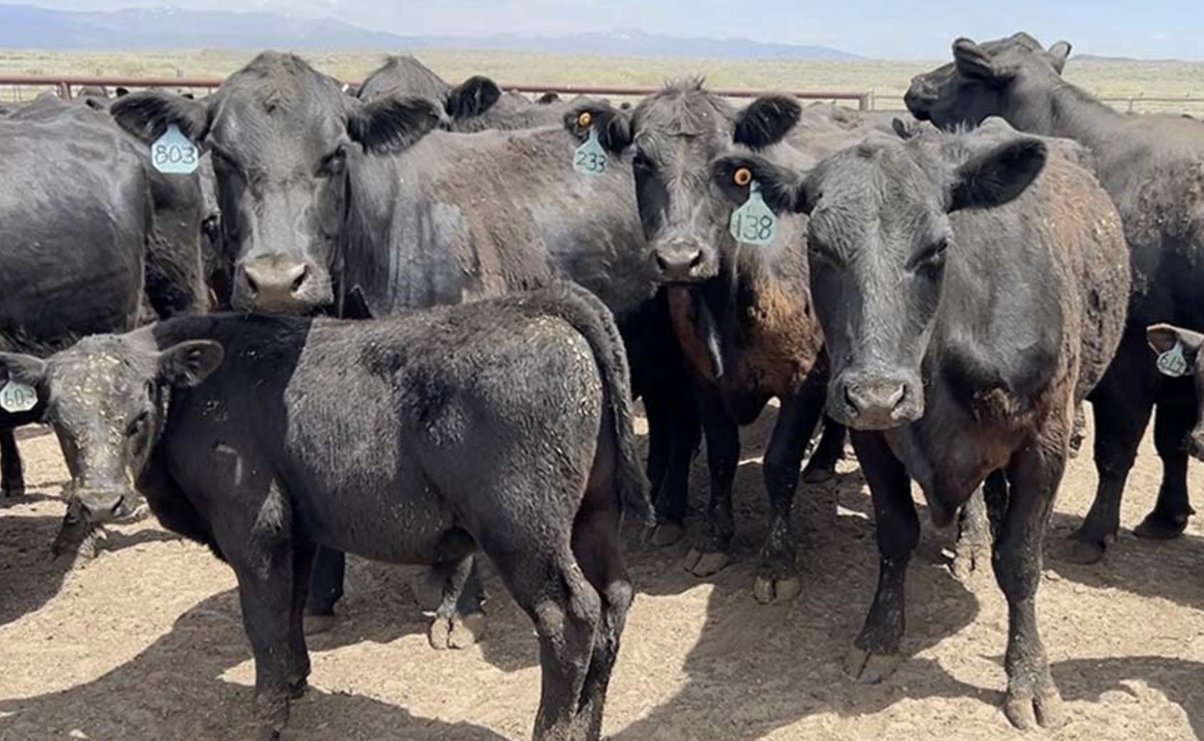 USDA wants to rebuild the American beef herd. Idaho ranchers aren't sold yet