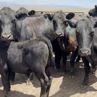 USDA wants to rebuild the American beef herd. Idaho ranchers aren't sold yet