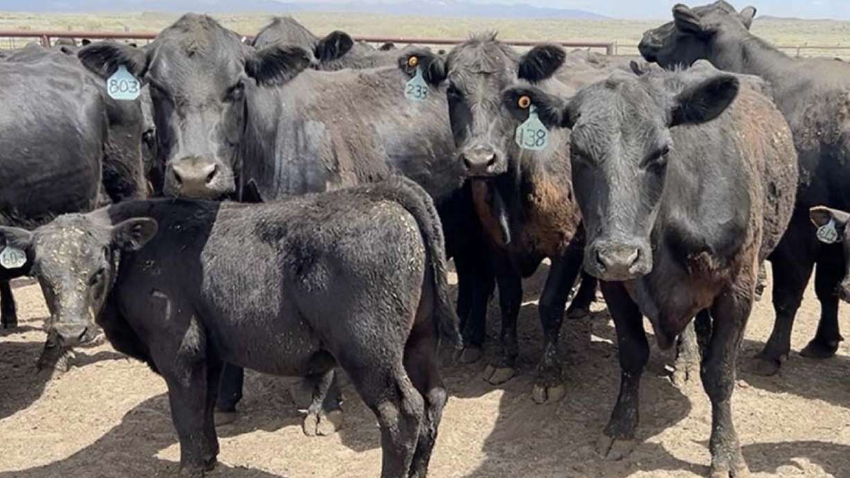 Cows in a corral in Kilgore, Idaho.