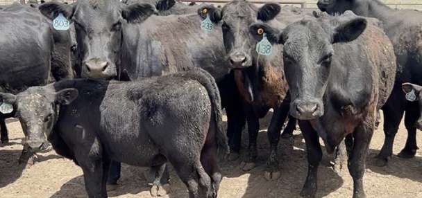 USDA wants to rebuild the American beef herd. Idaho ranchers aren't sold yet