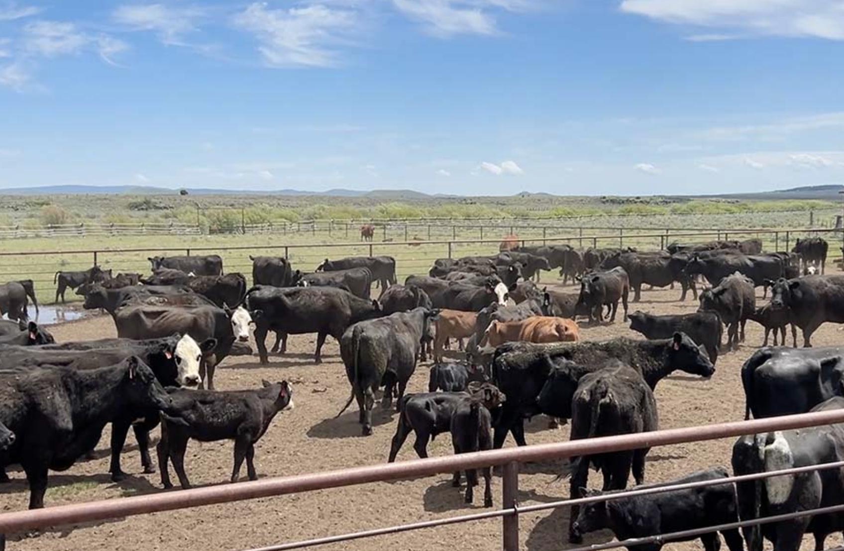 A herd of cows in Kilgore, Idaho.