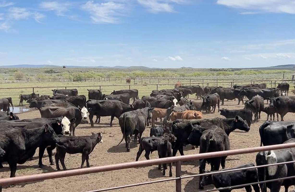 A herd of cows in Kilgore, Idaho.
