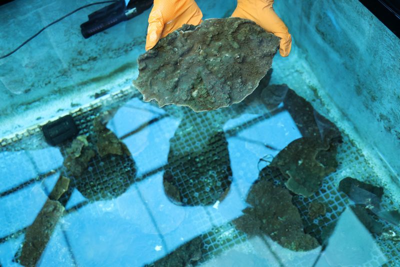 Kang Do-hyung, principal research scientist at Korea Institute of Ocean Science and Technology and former Oceans and Fisheries Minister, checks corals with researchers at a lab called Jeju Tropica, in Jeju, on Jeju Island, South Korea, August 20, 2026.