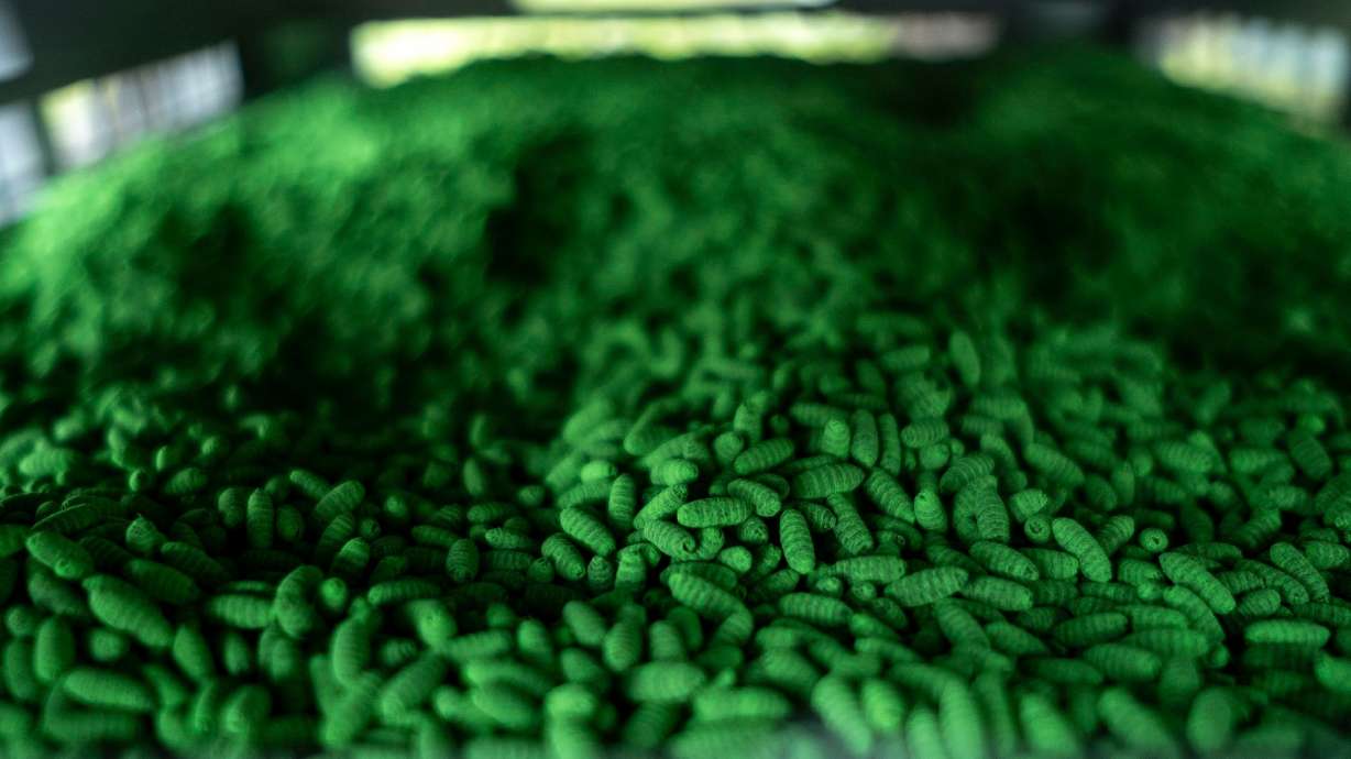 A crate of 80,000 sterile New World Screwworm pupae is installed at Chapparosa Ranch in June in La Pryor, Texas, after the first infestation in the US in decades was reported. The sterile pupae are dyed green to distinguish sterile from non-sterile flies.