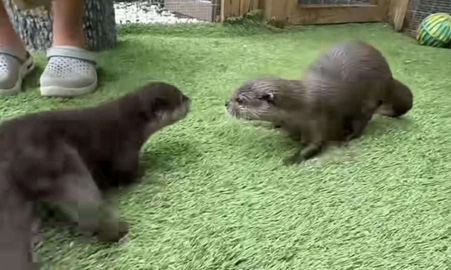 Have You Seen This? Lola meets Lyla