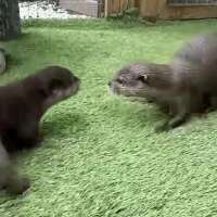 Have You Seen This? Lola meets Lyla