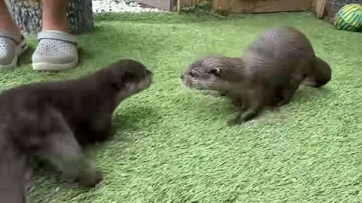 Lola the otter meets Lyla, another otter, for the first time.